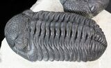 Three Large Pedinopariops Trilobites - Mrakib, Morocco #44521-3